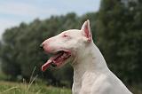 BULL TERRIER MINIATURE 106